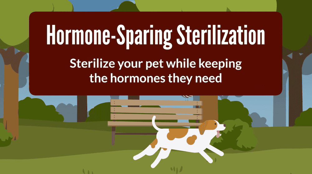 Hormone-sparing sterilization for dogs video thumbnail