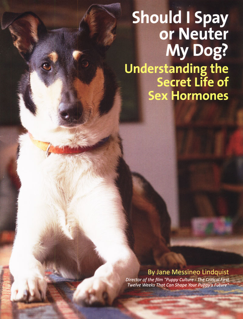 Cover of Should I spay or neuter my dog? by Jane Messineo Lindquist