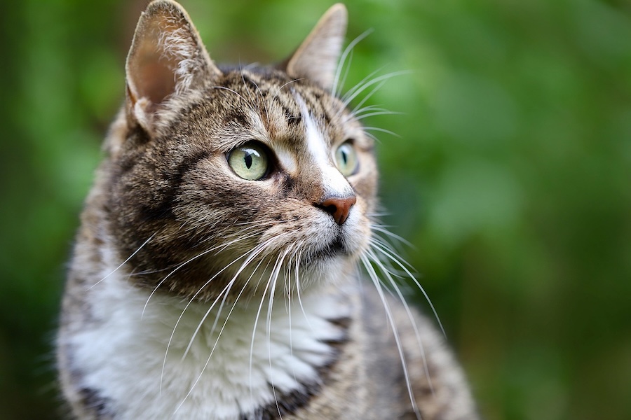 Cat contraceptive in development includes ID microchip