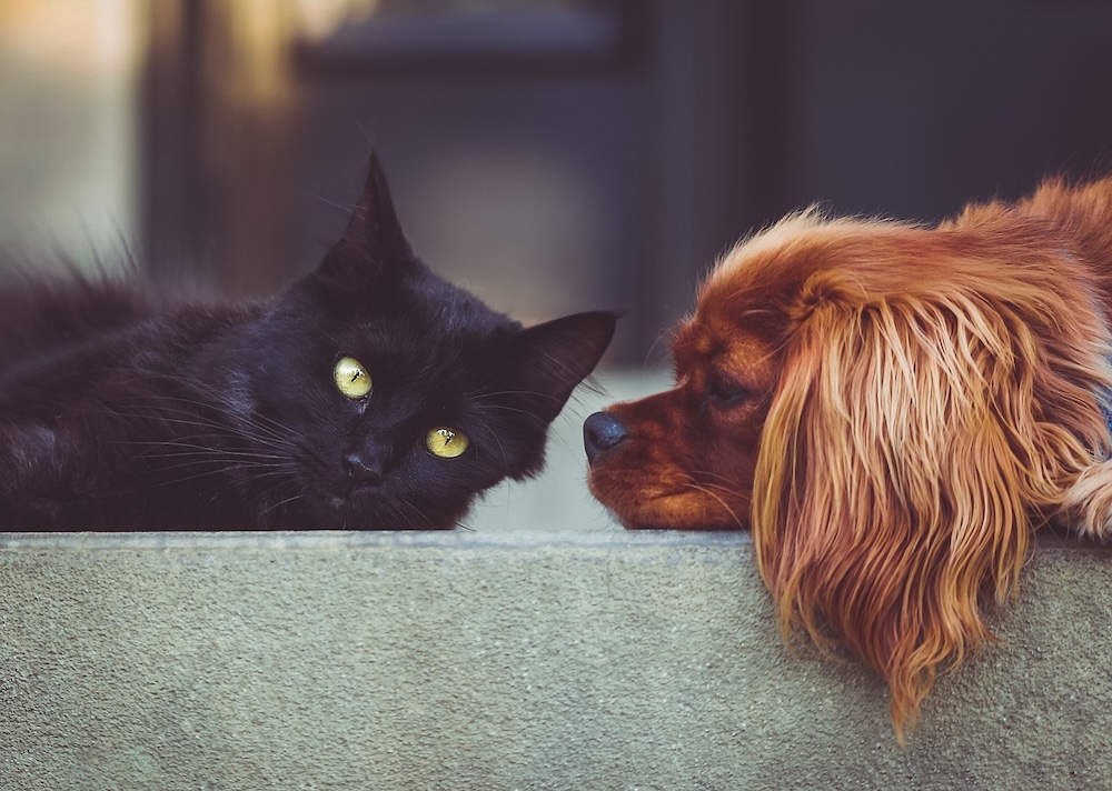Decisions about spaying and neutering pets more complicated