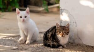 A white and calico kitten outside