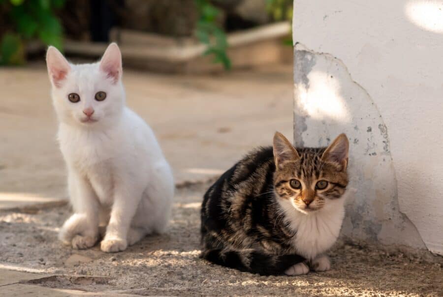 A white and calico kitten outside