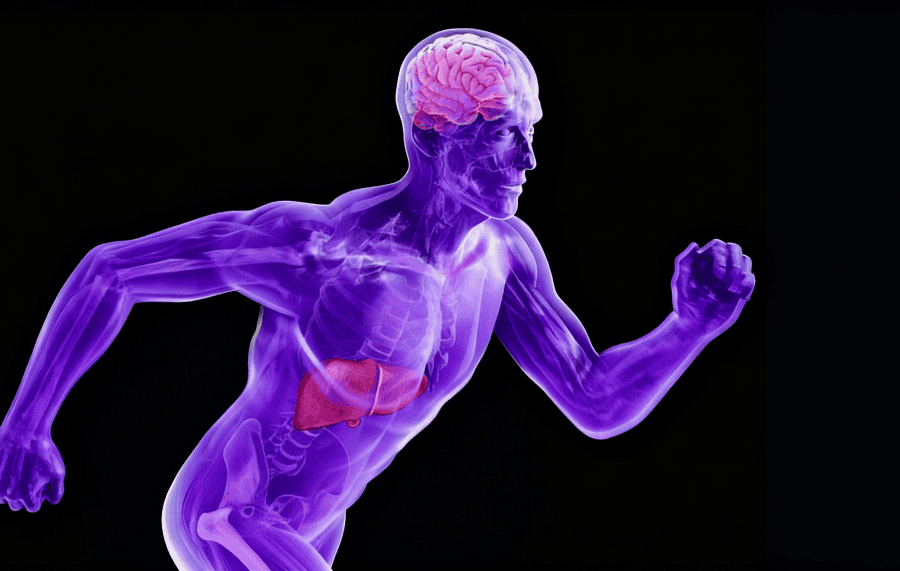 Illustration of a transparent human running showing how exerkines produced in the liver improve brain health
