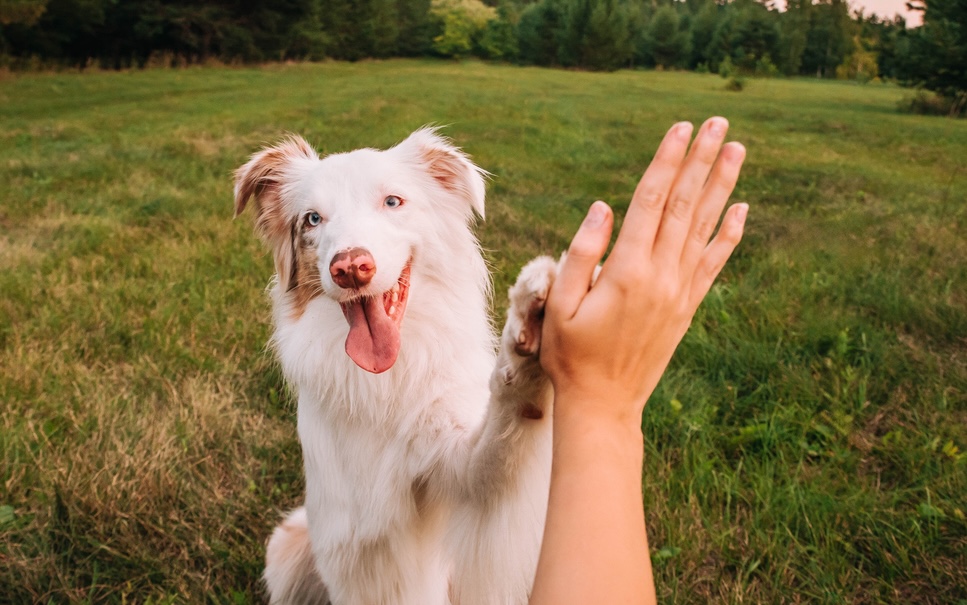 The growing interest in hormone-sparing spay