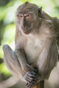 Macaque sitting on branch