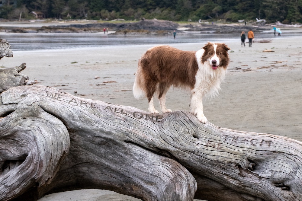 Addressing canine “spay-neuter syndrome” with testosterone restoration