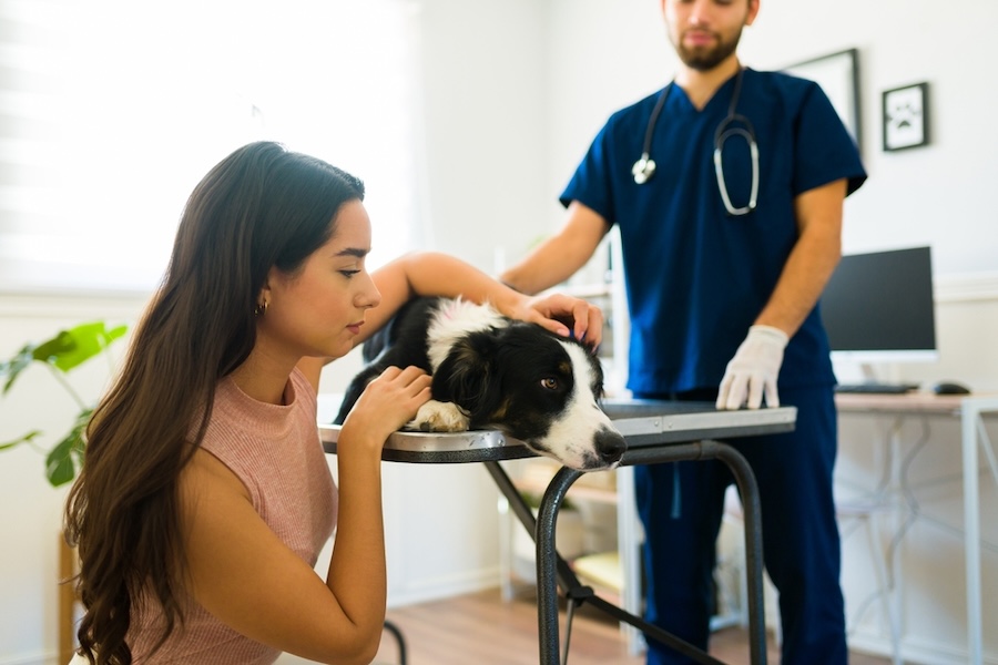 How spay-neuter syndrome affects a dog’s caregivers