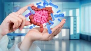 Model of the human gut microbiome held in the hands of a doctor