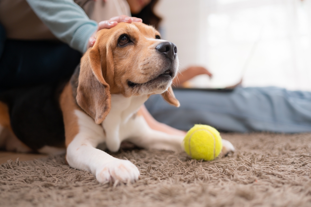 Impacts of spay and neuter