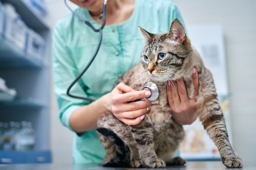 Two more veterinary practices that offer ovary sparing spay added