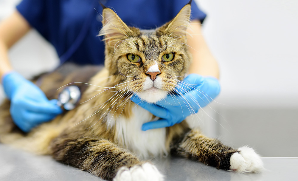 Alternatives to traditional spay/neuter