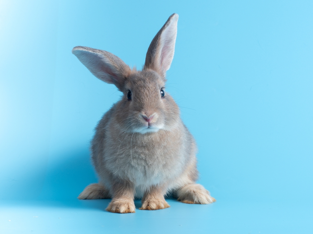 Rabbit sterilization with calcium chloride
