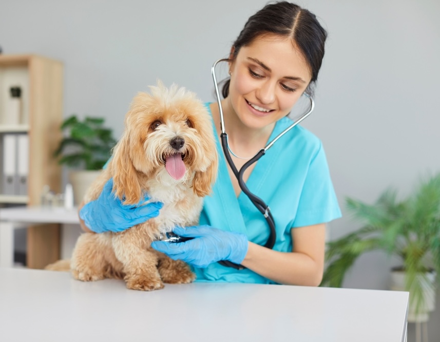 Updated directory of veterinarians